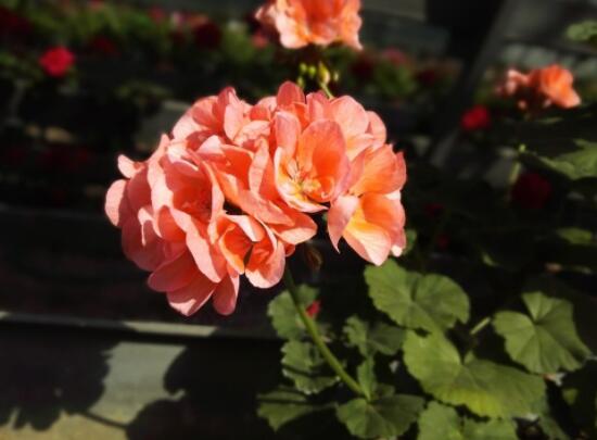 天竺葵用什么肥料最好，不同時(shí)期所需要的肥料不盡相同