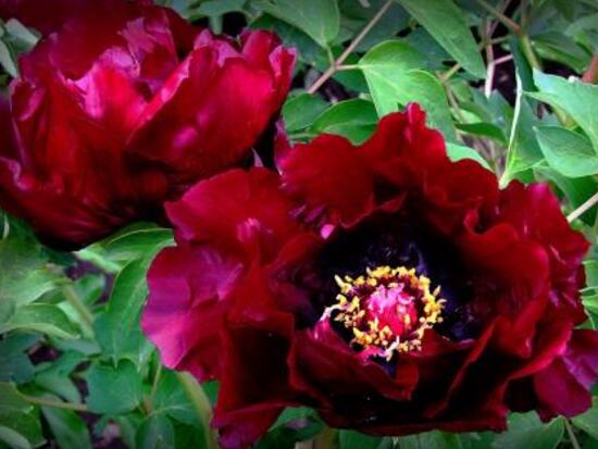 牡丹花功效與作用，盤(pán)點(diǎn)牡丹花七大功效與作用