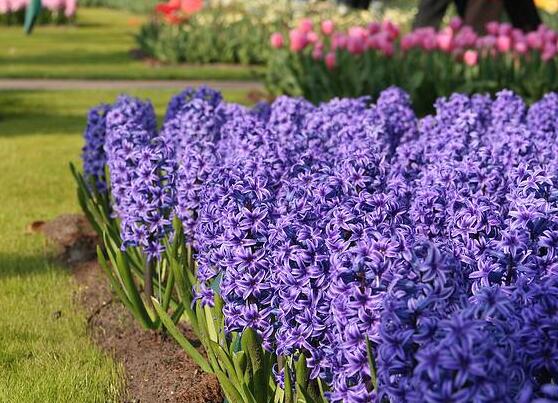 水色風(fēng)信子的養(yǎng)殖方法，老農(nóng)教你八大基本養(yǎng)殖方法