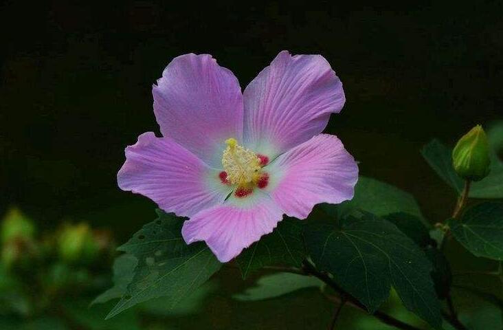 木芙蓉花的病蟲害防治，對癥下藥很重要