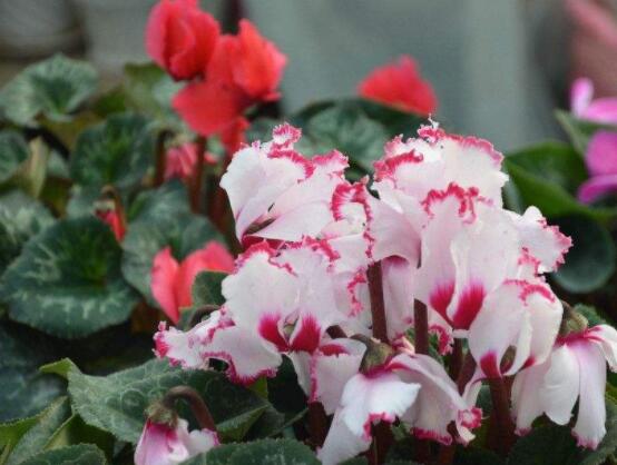 仙客來冬天葉子發(fā)黃怎么辦，老農(nóng)總結(jié)三種原因以及解決方法