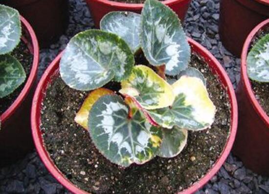 仙客來可以扦插嗎，仙客來的繁殖方法