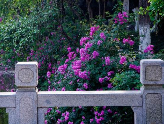 薔薇花花期，薔薇花在哪個(gè)季節(jié)開