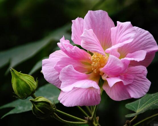 芙蓉花葉子黃了怎么辦，教你三種容易導致葉黃解決方法