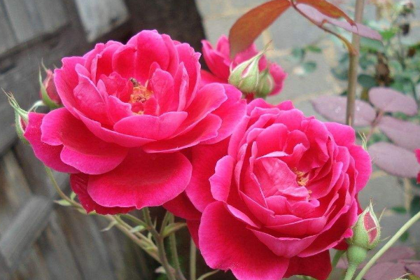 怎樣種植月季花，4步即可完成月季花的種植