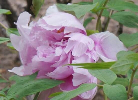 牡丹花品種大全，細(xì)數(shù)牡丹花最珍貴的八大品種