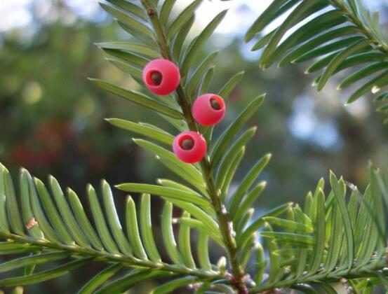 紅豆杉能在室內(nèi)養(yǎng)嗎，美化家居環(huán)境、凈化空氣