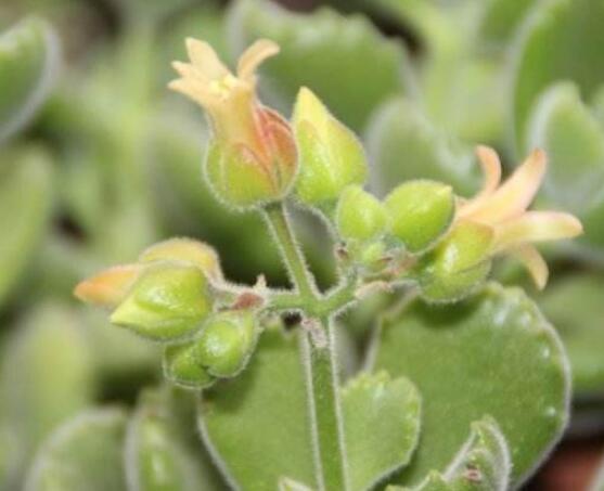 熊童子開花會死嗎，不會/適當遮陰、及時降溫