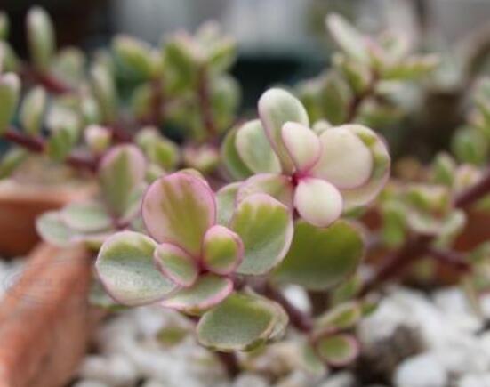 雅樂(lè)之舞的用途，盤(pán)點(diǎn)最實(shí)用四種價(jià)值