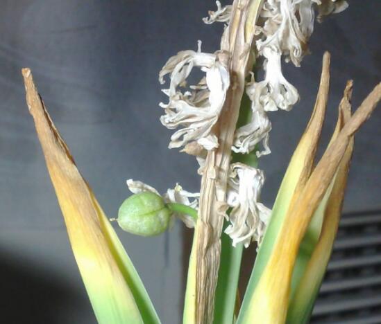 風(fēng)信子葉子發(fā)黃怎么辦，教你五種緊急處理方法