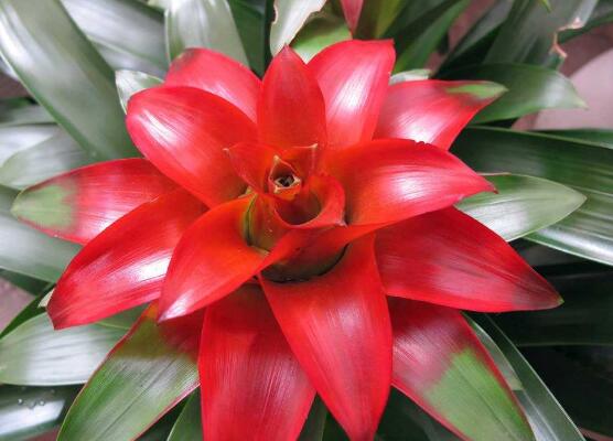 鴻運(yùn)當(dāng)頭會(huì)開(kāi)花嗎，鴻運(yùn)當(dāng)頭養(yǎng)殖2-3年會(huì)開(kāi)花