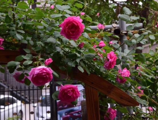 藤本月季的主要價(jià)值，美化環(huán)境、凈化空氣