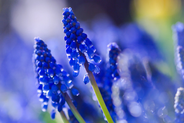 葡萄風(fēng)信子的花語(yǔ)