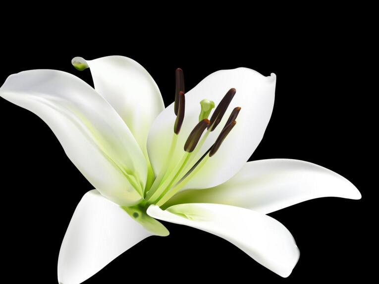 百合花的花語和寓意，不同顏色的寓意和花語都不同