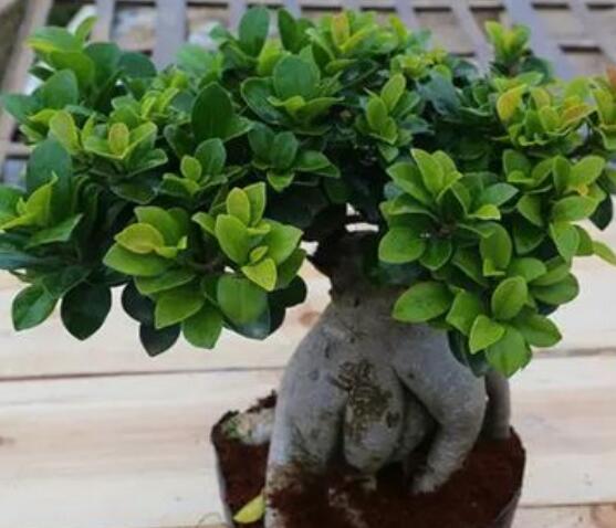 榕樹盆景為什么掉葉，四種原因以及解決辦法