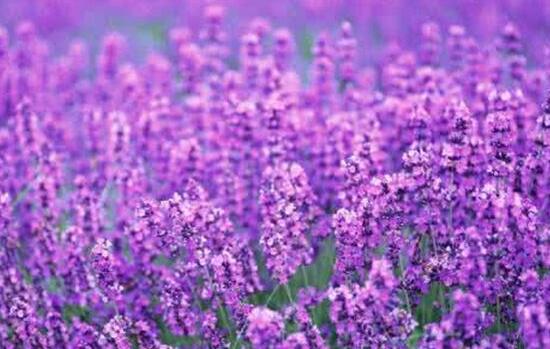 薰衣草怎么澆水，薰衣草多久澆一次水/三天澆一次