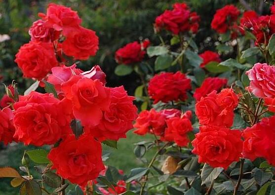 藤本月季的主要品種，盤點(diǎn)八大最美麗的品種