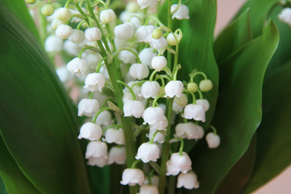 鈴蘭花的花語是什么，人格高尚/幸福歸來