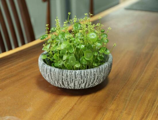 銅錢草會(huì)開花嗎，銅錢草的花語(yǔ)是什么