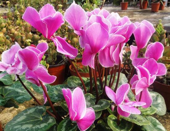 仙客來如何澆水，仙客來澆水方法