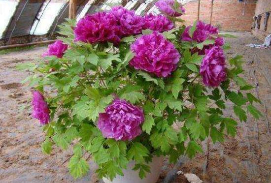 牡丹花怎么施肥，牡丹花施肥方法