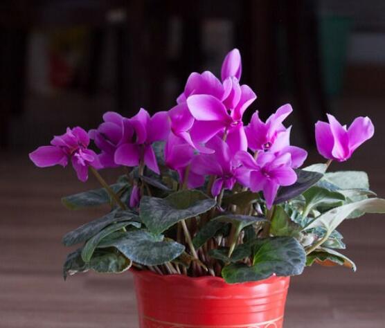 仙客來爛根怎么救治，修剪爛根、消毒處理/重新扦插繁殖