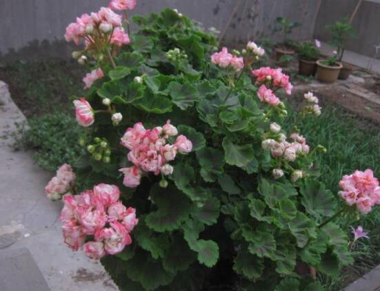 天竺葵的養(yǎng)殖方法，老農(nóng)教你八大基本養(yǎng)殖要點