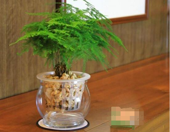 文竹的花語是什么，文竹開花寓意什么兆頭