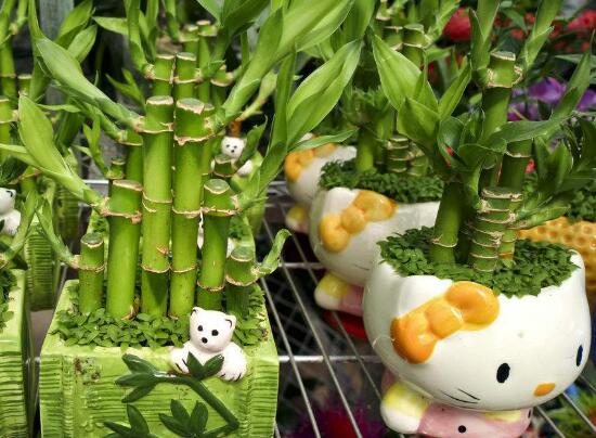 富貴竹有毒嗎，富貴竹可以放在臥室嗎