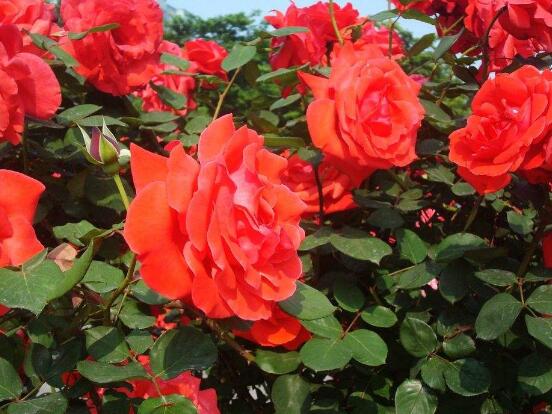 月季花冬季怎么施肥，三個(gè)簡單方法便可安然過冬