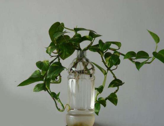 水培綠蘿怎么養(yǎng)，做好四點就能養(yǎng)得枝繁葉茂