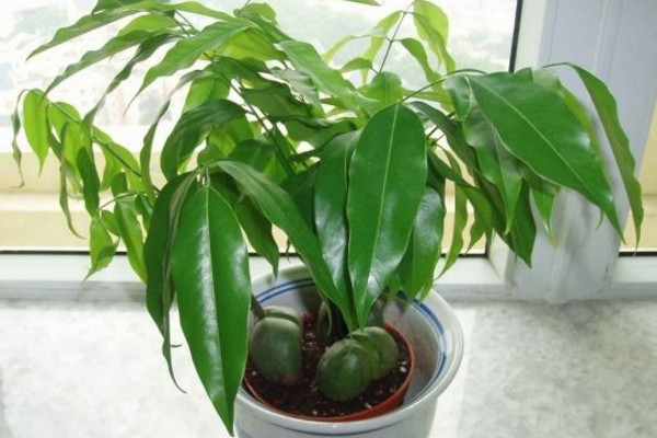 元寶樹的養(yǎng)殖方法和注意事項(xiàng)，保證土壤適宜、光照充足