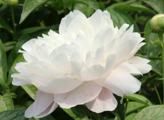 芍藥花什么時候開，每年4-6月就會含苞盛開