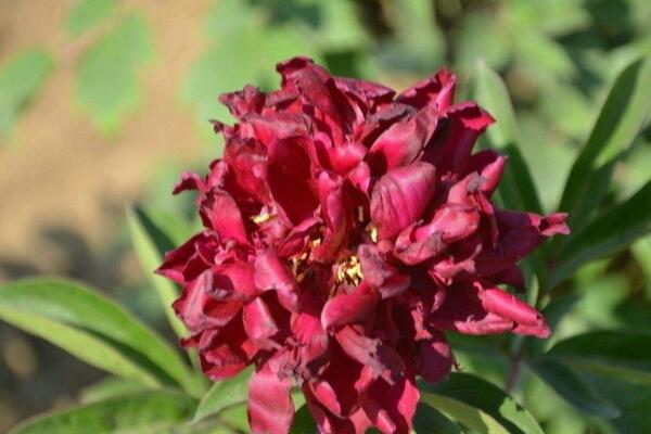 芍藥花常見病害是什么，4種病害以及防治方法