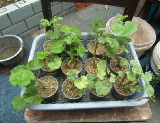 天竺葵扦插，天竺葵扦插方法