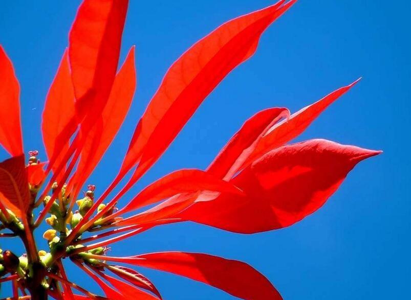 一品紅葉子掉光能活嗎，精心養(yǎng)殖是可以活的