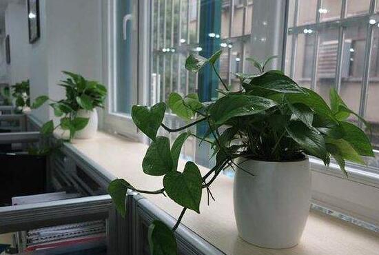 滴水觀音怎么繁殖，滴水觀音扦插繁殖圖解