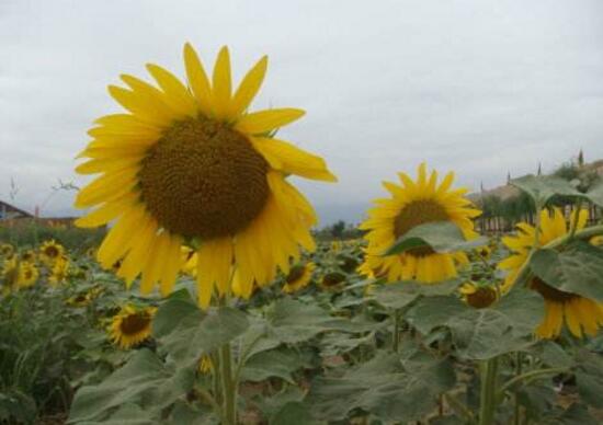 向日葵有毒嗎，向日葵能放在室內(nèi)嗎/無毒可以放