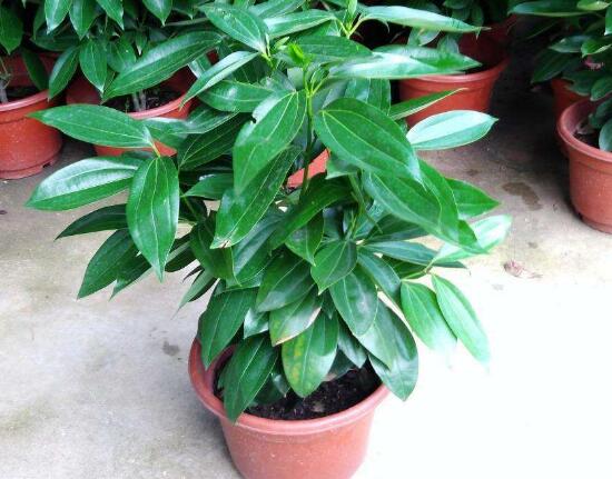 平安樹和發(fā)財(cái)樹一樣嗎，平安樹和發(fā)財(cái)樹哪個(gè)好