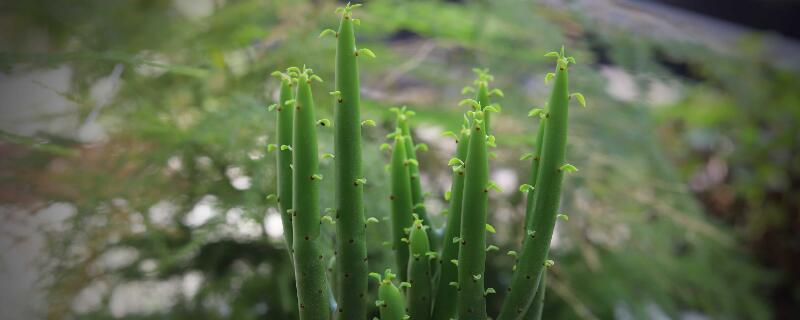 光棍樹(shù)養(yǎng)在家會(huì)致癌嗎