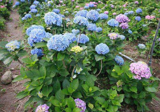 剪下的繡球花怎么養(yǎng)，教你五個要點(diǎn)生長枝繁葉茂