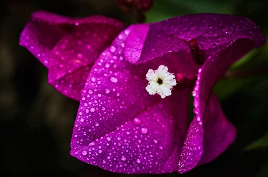 三角梅的種植方法，健康成長五種技巧