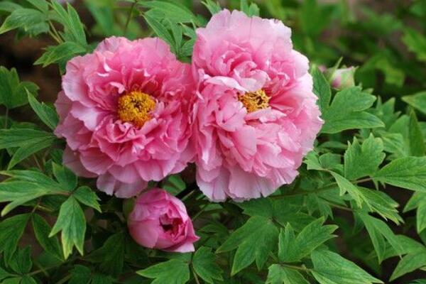 牡丹花象征著什么意義，美麗、富貴的象征