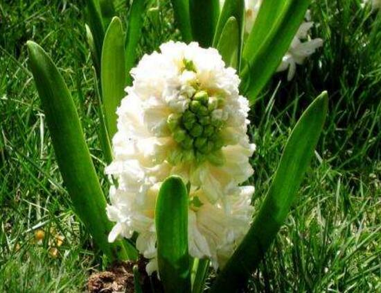 風(fēng)信子葉子發(fā)黃怎么辦，教你五種緊急處理方法