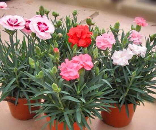 康乃馨為何葉子尖黃，康乃馨葉子發(fā)黃怎么辦