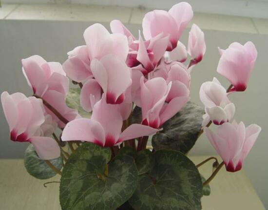 仙客來的風(fēng)水作用，仙客來的功效與作用