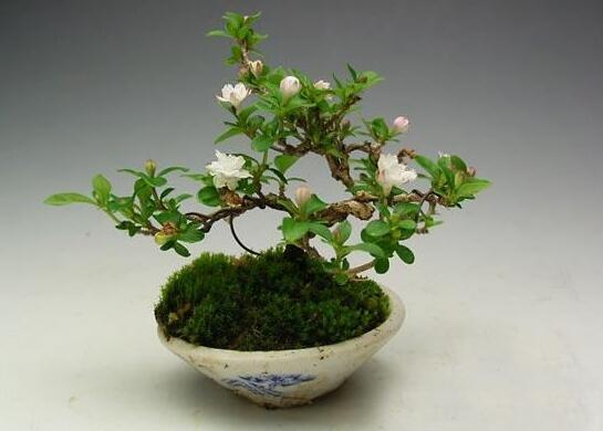 六月雪樹葉發(fā)黑怎么辦，找清原因及時救治（三種原因及解決方法）