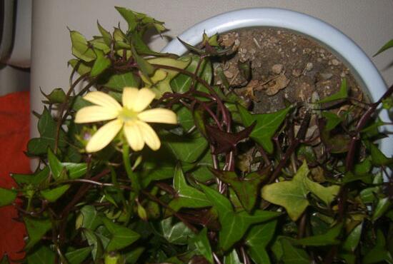 常春藤花期多長時間，常春藤不開花的原因