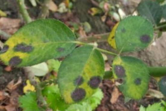 月季花葉子枯萎原因，月季花葉子枯萎了怎么辦