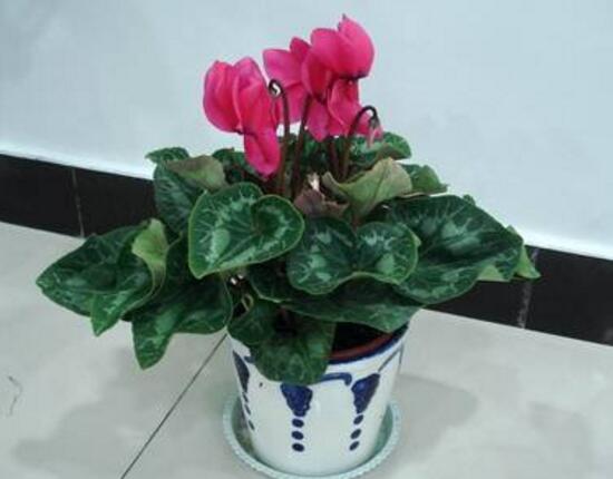 仙客來(lái)不長(zhǎng)葉子怎么辦，仙客來(lái)葉子不茂盛處理方法